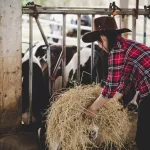 Pracovník do živočišné výroby (dojič/ka). Dlouhodobá práce. Staré Město Pracovník do živočišné výroby (dojič/ka). Dlouhodobá práce. Staré Město